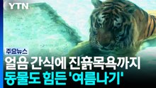 얼음 간식에 진흙목욕까지...동물도 힘든 '여름나기' / YTN