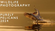 Purely Pelicans 2024 | BTS on my workshops photographing the Dalmatian Pelicans at Lake Kerkini