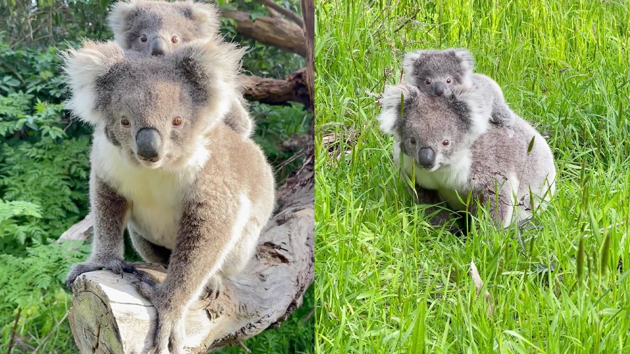Heartwarming Moment: Mother Koala and Her Baby Strike a Pose