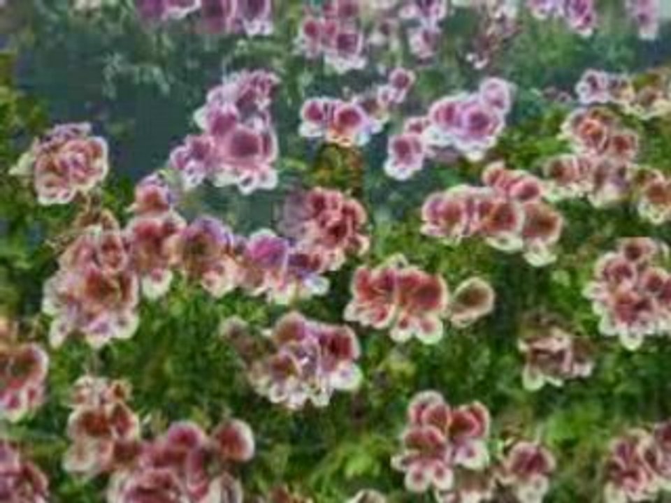 Fleurs2008