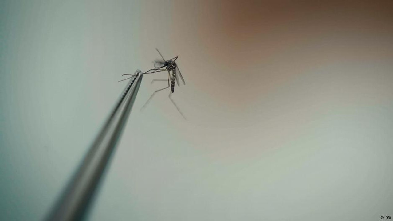 كيف تستخدم إندونيسيا البعوض لمكافحة حمى الضنك