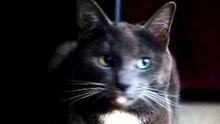Video Upload test via API - 2026-08-07 14:30