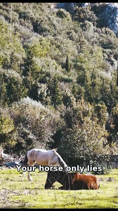 Horses Can Only Dream If They Completely Trust You 🐴💤