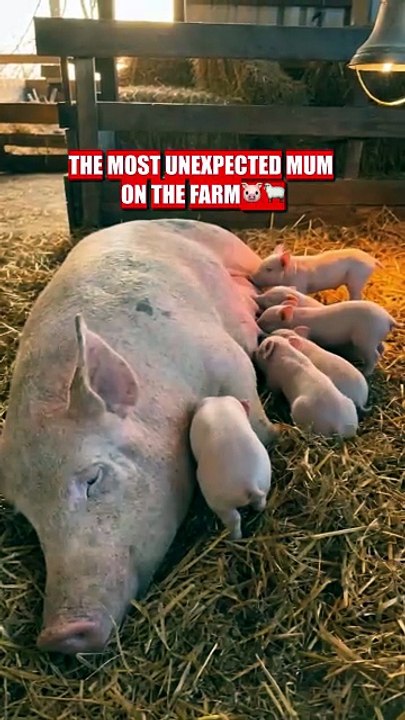 She lost her mum at one day old — so this pig adopted him 🥹