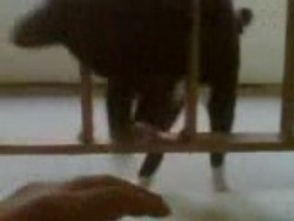 Morning cat 7.1