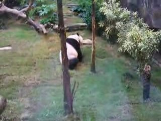panda^^ Ocean Park