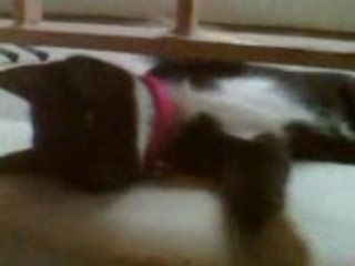 Morning cat 7.2 (lay down cat2)