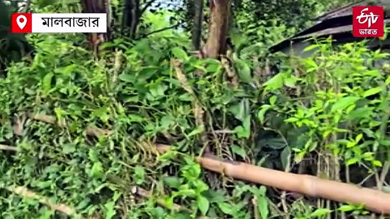 মালবাজারের কুমলাই চা-বাগানে ডেঙ্গির প্রকোপ বাড়ছে, আক্রান্ত প্রায় 30