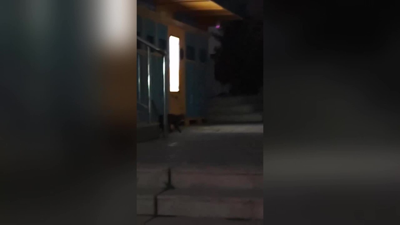Glowing Cat Eyes Look Like Car Headlights in the Dark
