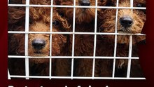 Protectora de Animales rechazó el proyecto nacional para regular criaderos y pidió su prohibición total.