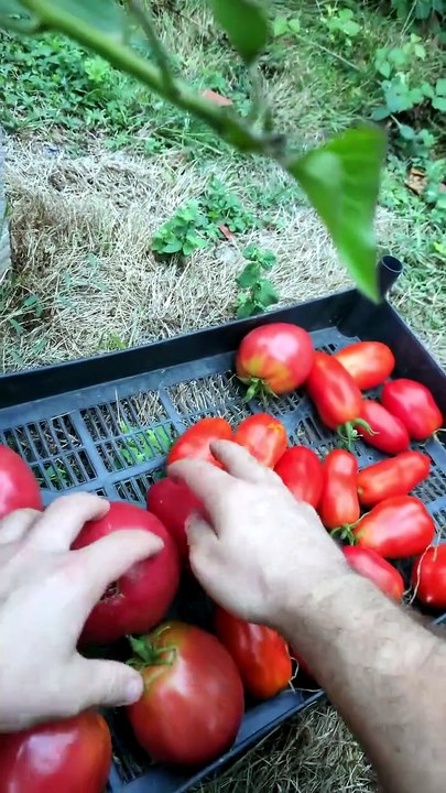 Incroyable récolte de ce jour.... ! #recolte #potager #jardinage #tomate #asmr