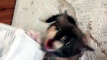 Angry kitten