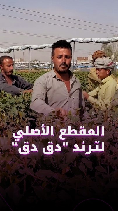 من دندنة بين المزارعين إلى ترند يرقص عليه الجميع «دق دق سبعتين»
