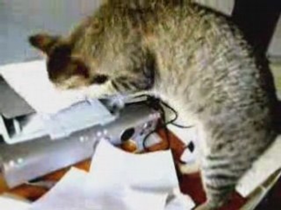 Chat vs Imprimante