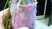 Flower pot creation|| small gamla for plants