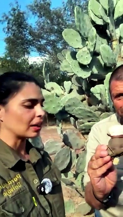 Caracol más grande de Sudamérica en el Chaco