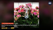 Best Smart Plant Watering Globes For Indoor Pots on AliExpress | Review - 2PCS/4PCS Spherical Automatic Watering Lazy Pe...