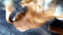 Goldenzz Cutest Moments EP13