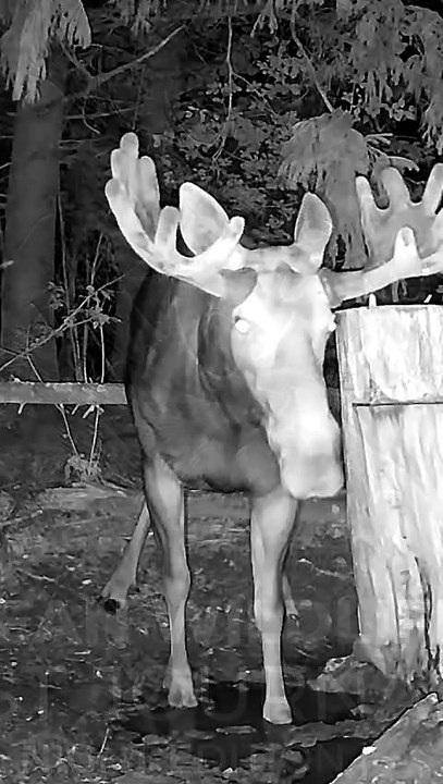 shorts 2.0 European Wildlife: Forest Journal | July 2026, Nigh Edition | FHD #euwildlife