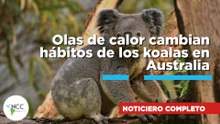 Olas de calor cambian hábitos de los koalas 889 10 agosto a 16 de agosto