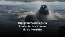 Momentos de gran tensión vivieron varios turistas en Botsuana cuando un hipopótamo persiguió agresivamente su embarcación