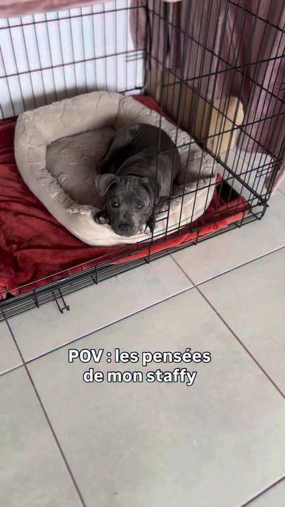 Bobby, 3 mois et demi, beauté née 👑#staffy #chien #bobbylestaffy #dog #chiot