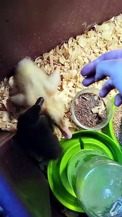 MTM became a bit squished by the waterbowl when DVD's leg disability got the better of him. | #SparklegleamFarm #MaryTylerMolt #DVD #DickVanDuck #MTM #homestead #duck #farmanimals #soft #cute