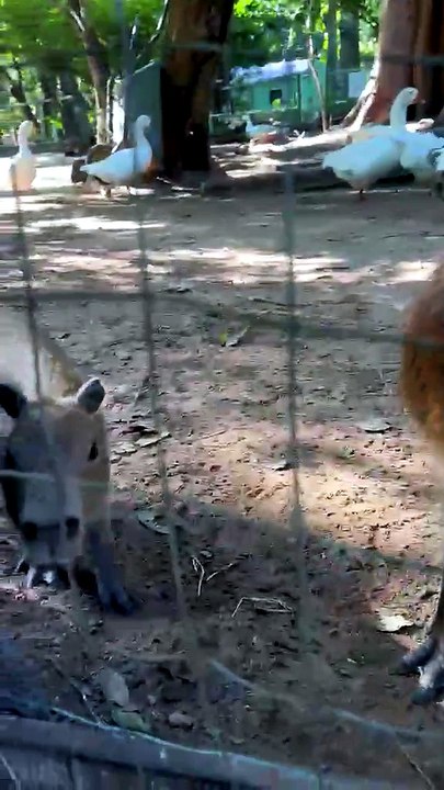 Carpinchos en el Zoológico de Asunción