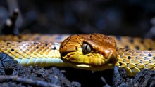 ILHA DAS COBRAS