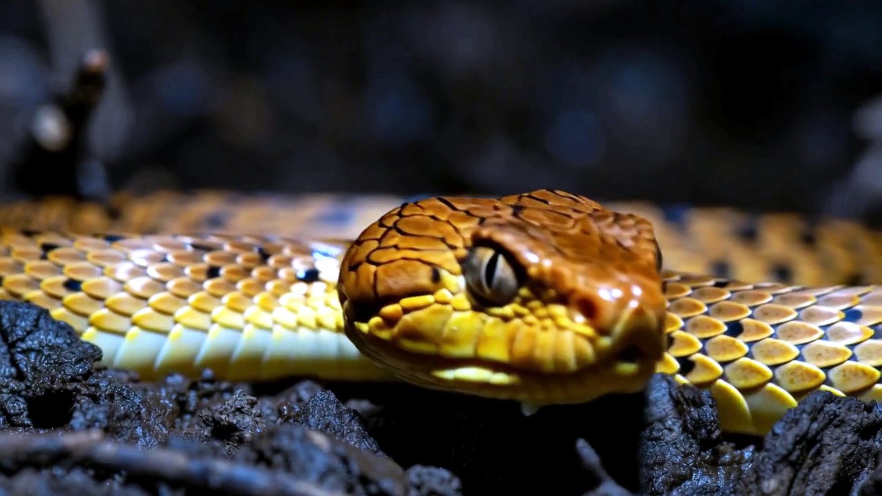 ILHA DAS COBRAS