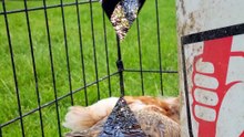 Scootaltoo and Francisco atop their bucket throne. | #SparklegleamFarm #Francisco #Scootaltoo #homestead #chickens #farmanimals #soft #cute