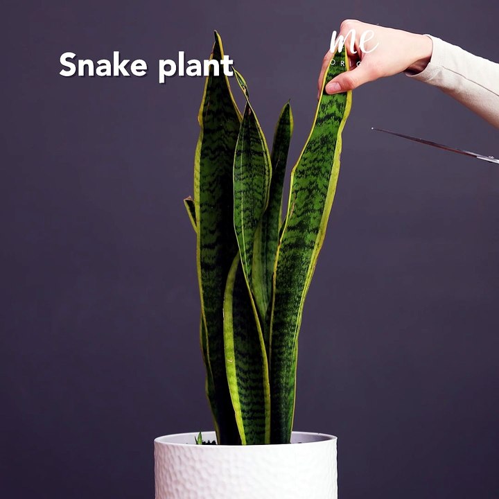 How to root a snake plant with leaf cuttings! 🍃