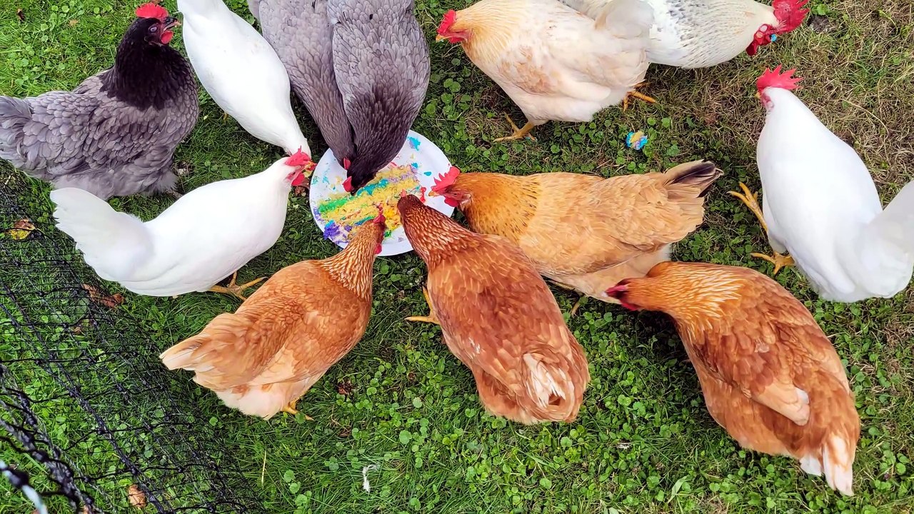 Feeding time for the chicken swarm. | #SparklegleamFarm #Chicken #farm #farmanimals #cute