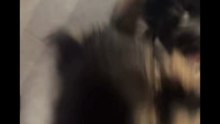 Agozzino Alfredo story la piccola zaky