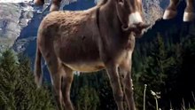 SpinningMule - #funnyanimals #pets #fyp #SpinningMule