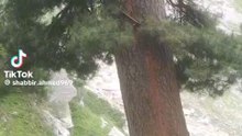 Tree cutting