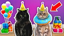 ¡Le organicé una fiesta de cumpleaños a mi gatito viejito!