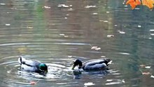 The Most Peaceful Duck Moment Ever 🥰🦆