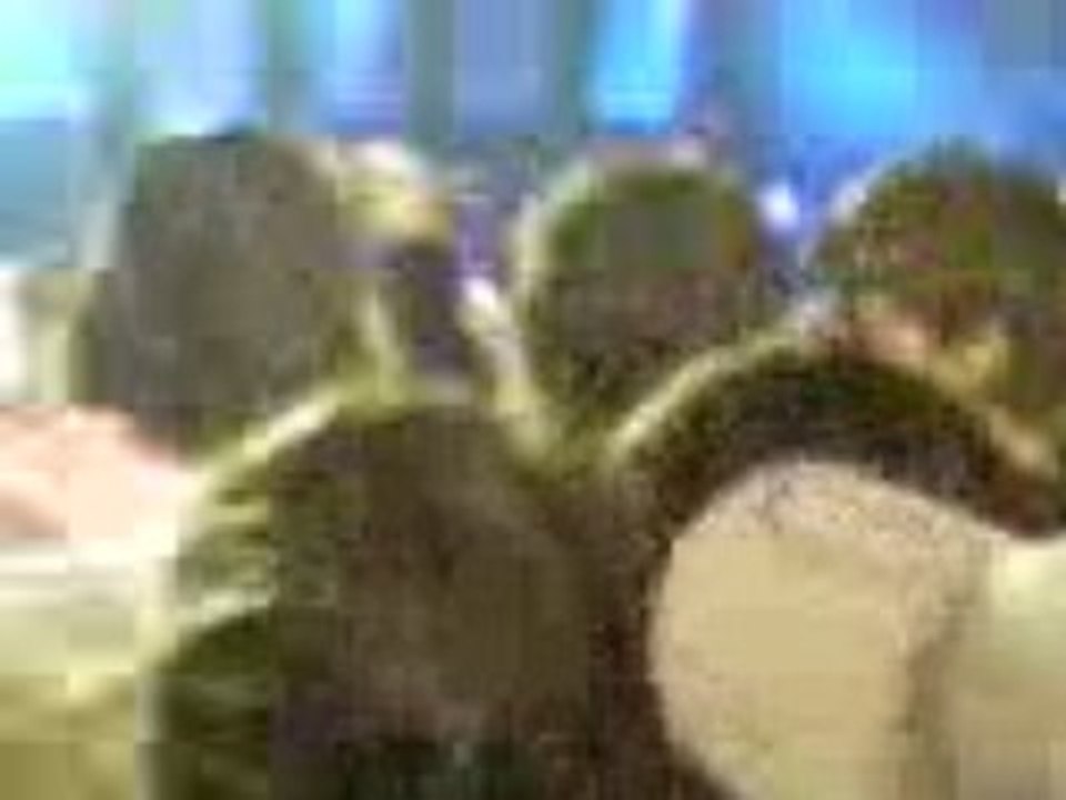 ich bin nich ich à Bonn le 27 mai 2006