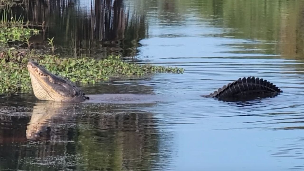Unbelievable Alligator Mimics Jeep Engine to Attract Mates