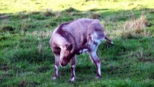 why goat like fire
