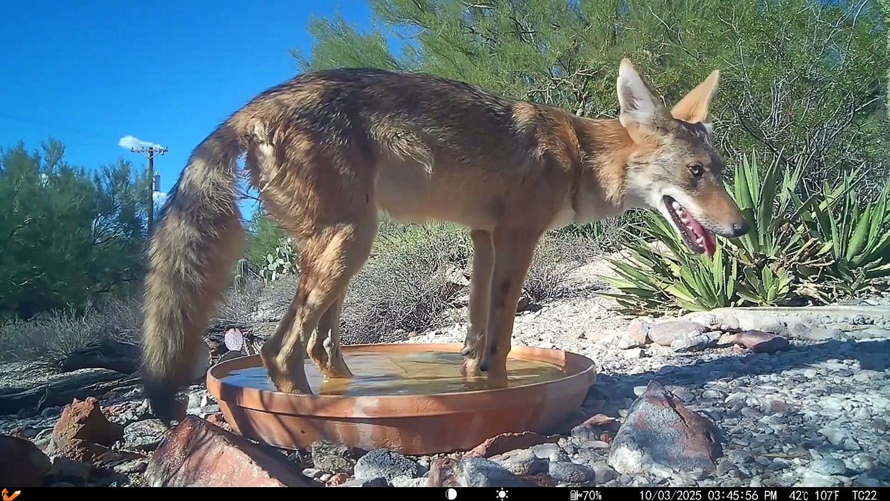 why coyotes are dangerous