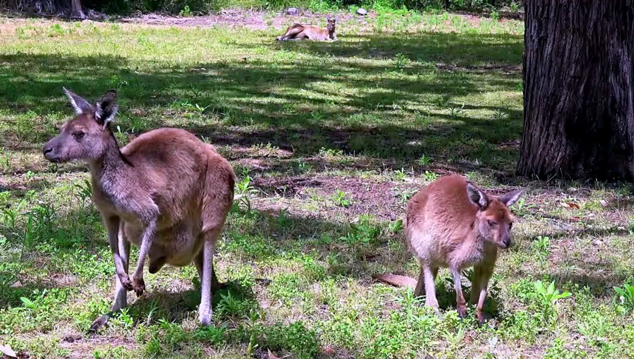 What is a kangaroos' biggest enemy
