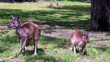 What is a kangaroos' biggest enemy