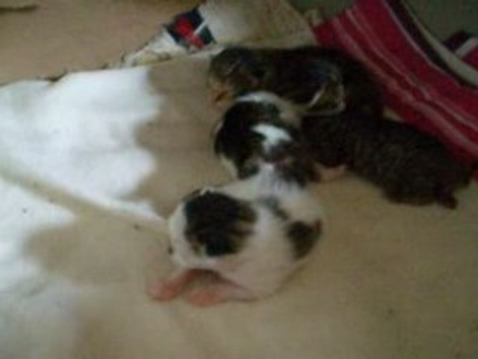 Bébés de Minette