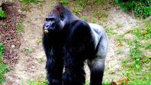 Who is stronger, a kangaroo or a gorilla