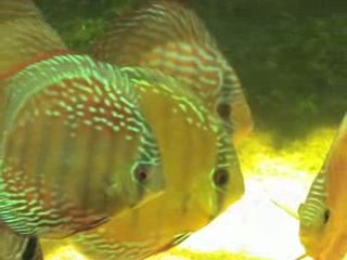 Aqua ouvert didis sauvages