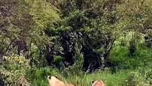 Breathtaking Safari Video Of A Massive Hippopotamus Emerging From Bushes To Chase Away Lionesses