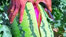 You Won’t Believe How This Amazing Green Fruit Grows Naturally! 🌿😱