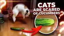 8 Cat Questions Almost Nobody Can Answer